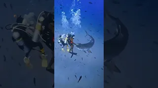 نقطة ضعف أسماك القرش    غوص                      دندنها