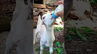 معزة معزة ام لسان طويل خاروف العيد خروف يشرب حليب ماعز صغير جدا  معزة معزة ام لسان طويل خاروف العيد خروف يشرب حليب ماعز صغير جدا