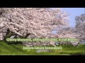 Download Lagu Japanese Folk Song #9: Cherry Blossoms （さくらさくら/Sakura Sakura）