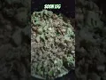 Download Lagu #floridaprofithunter #lfg #subscribe #food #dinner #groundbeef #maccheese #broccoli