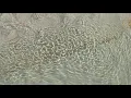 low tide outflow at Crescent Beach