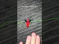 Kandi lizard tutorial