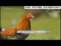 ASIL PATBEL GAMEFARM