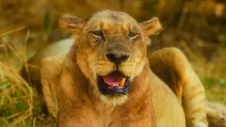 Where Lions & Leopards Roam – Zambia Wildlife in Stunning 8K UHD with Calm Music | Part 2