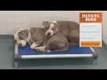 Dallas TX Shelter dogs sharing kennels due to overcapacity