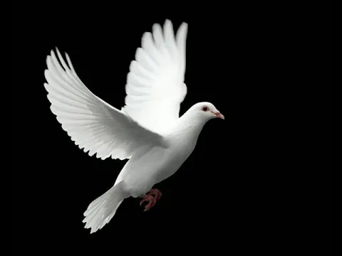 Download MP3 Dove Sound effect.Cooing