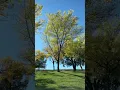 Download Lagu Soft Wind Sounds through Nature-Trees blowing in late autumn🍂🌳-ASMR Sleep Inducing-PLS SUBSCRIBE🙏