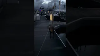 #fyp #pets #doberman #dream #vlog