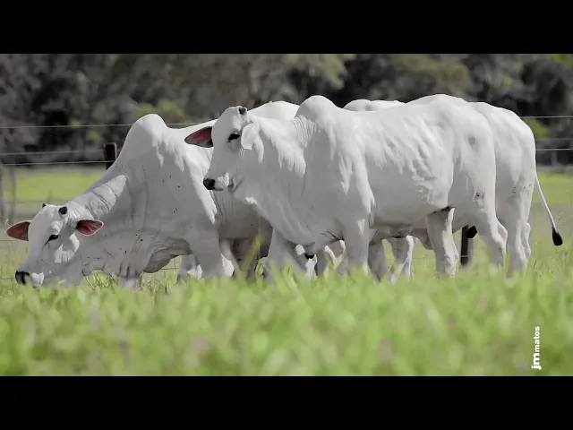 4 Novilhas Nelore P.O.