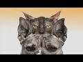 Download Lagu Suara Anjing Menggonggong Untuk Menakuti Kucing