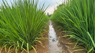 धान का बेस्ट फंगीसाइड कौन सा। एडवांस में स्प्रे करें क्या??