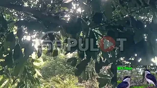 suara pikat jingjing batu ribut kombinasi kehicap ranting