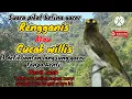 Download Lagu Suara Cucak wilis betina gacor sangat ampuh untuk pancing dan pikat burung cucak wilis jantan Gacor
