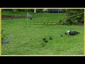 Great Blue Heron eating six baby ducklings