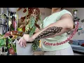 I got a botanical tattoo Begonia Maculata tattoo