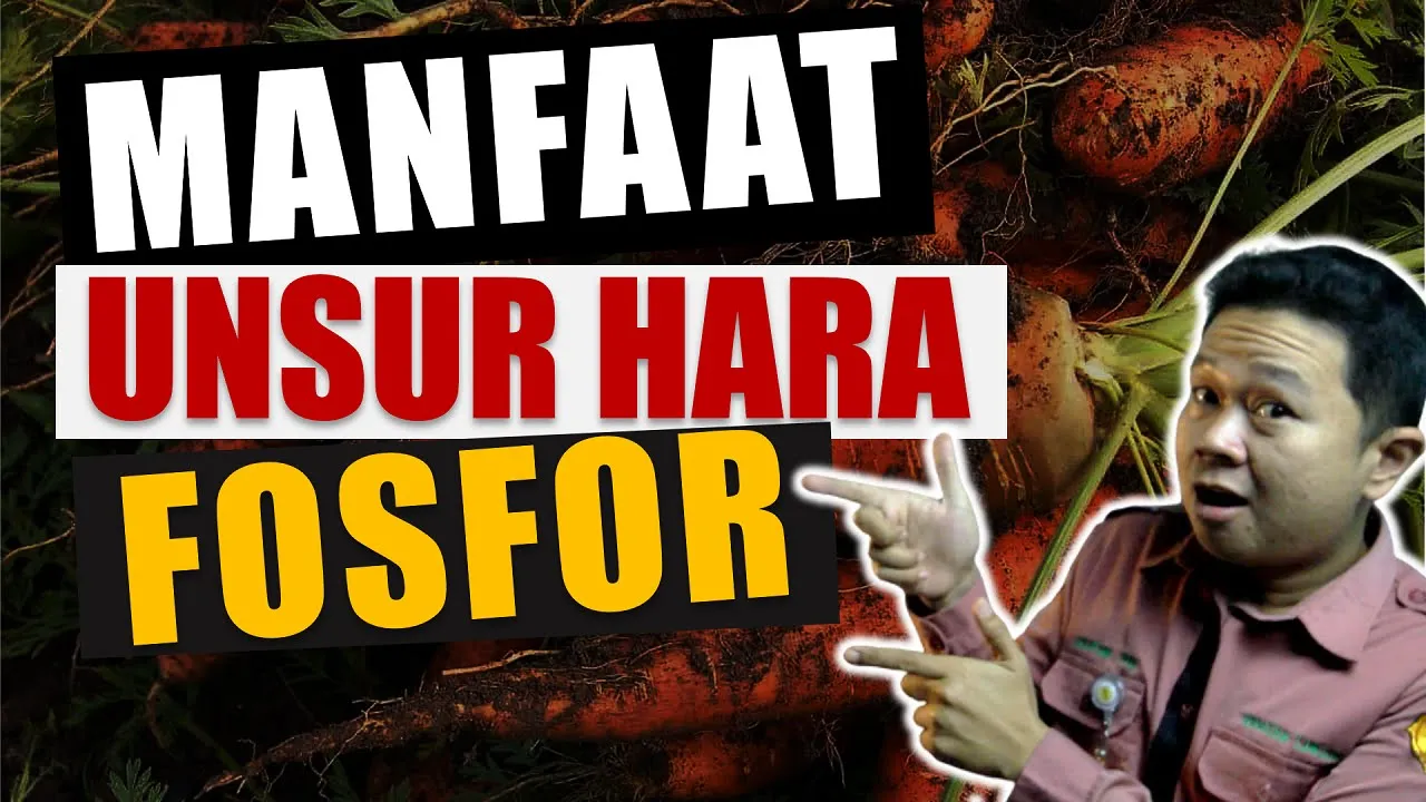 Seri PEMUPUKAN 4. Apa Itu Unsur Hara Fosfor, Fungsi, Gejala Kekurangan, Jenis Pupuknya.