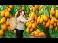 Lagu Harvesting Hybrid Honey Papaya \u0026 Go To Market Sell | Making Delicious Traditional Salad