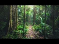 Download Lagu Amazon Rainforest Sounds | South America | Jungle sounds