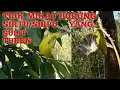 Download Lagu Cara Mikat Burung Sirtu/Sirpu Yang Sulit Turun Ke Pulut Part 1