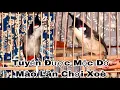 Lagu Tuyển Được Mộc Dở Mào Lân Già Rừng Chơi Xoè Rất Đẹp 14/12/25 | Khải Chim Hoà Bình