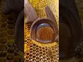 Download Lagu Makan Madu Dengan Sarangnya!