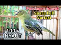 Download Lagu Pancingan \u0026 Pikat Sirtu Cipoh FULL VARIASI ampuh merangsang sirpu lain ikut gacor