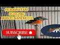 Lagu Perawatan Burung Mantenan Biar cepat Gacor #burungmantenan #burungmasteran #burungkicau #kicaumania