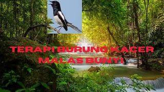 Download Terapi burung kacer malas bunyi MP3