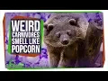 Why These Weird Carnivores Smell Like Popcorn