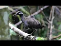BARRED RAIL NATIVE BIRD|FOREST CALL SOUND@hmetv5490