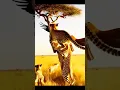 Download Lagu #animals #wildlife #cheetah #photography #lion #ringtone #remix #music #bgm #ringtones #shorts