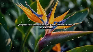 Oración Poderosa: Alabando a Dios en medio del Dolor
