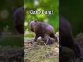 Download Lagu baby bara