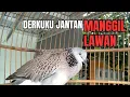 DERKUKU JANTAN MEMANGGIL LAWAN