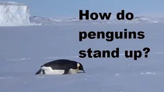 How do Penguins Stand Up When They Fall Down Demonstration
