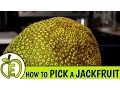 Download Lagu How to Pick a Ripe Jackfruit