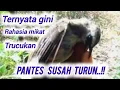 baru tau ternyata ini !! rahasia mikat burung trucukan