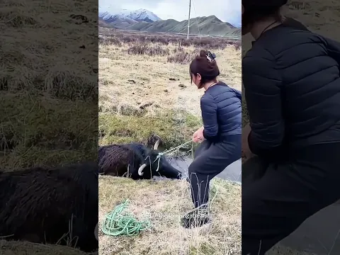Pulling a Hurt Yak Back to Safety! #rescue #animals