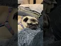 Dog Sounds Pug Dogs Snoring
