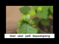 Download Lagu Dari Ulat Jadi Kepompong