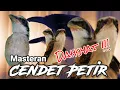 Lagu Masteran Cendet Petir || masteran cendet juara