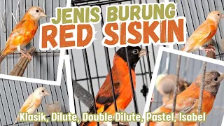 jenis burung red siskin klasik dilute double dilute pastel isabel 