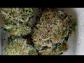 Midnight Special Surterra Wellness