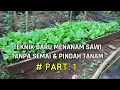Lagu Cara Baru Menanam Sawi Tanpa Semai \u0026 Pindah Tanam # PART 1