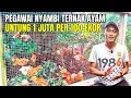 Siapa Sangka, Cuma Modal 2 Juta Bisa Untung Jutaan Dari Ternak Ayam Di Belakang Rumah