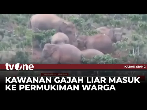 Kawanan Gajah Liar Masuk Permukiman, Sembilan Rumah Rusak