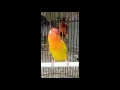 Download Lagu Lovebird lutino mm ngekek panjang