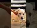 Download Lagu 🐶 Vita da cani (PARTE 17)