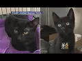Kittens Stolen From NJ Shelter