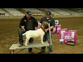 Show Goat Showmanship